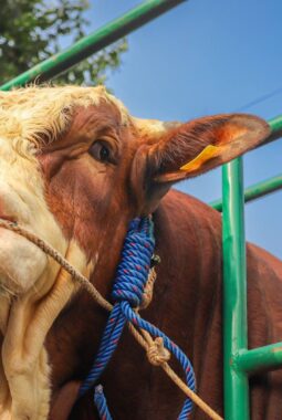 berita-rekomendasi-foto